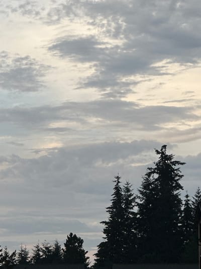 A bird is perched on the very top of a tall evergreen tree, silhouetted against a sky filled with pale, wispy clouds. The bird appears to be facing to the left. The tree is dark and distinct, with other trees of varying heights forming a line across the bottom of the frame. The sky is a soft gradient of pale yellow and gray, suggesting either sunrise or sunset. This scene is located in Lynnwood, United States.