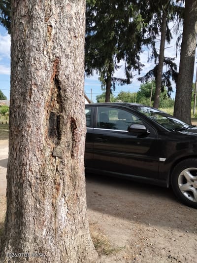 In Novyi Myliatyn, Ukraine, a close-up view focuses on the textured bark of a large tree trunk, which dominates the left foreground. The bark displays a rough, furrowed surface with a prominent, dark, vertical crevice running through its center, revealing a darker, possibly damaged or decaying, inner layer with streaks of reddish-brown. To the right of the tree, a black car is parked on a dirt or gravel surface. The car is seen from its side profile, with the rear passenger door and window visible, as well as part of the rear wheel and fender. Beyond the car, a line of tall trees with dark green foliage forms a backdrop against a bright sky with scattered clouds. The environment appears to be outdoors, possibly a residential area or a park, given the presence of a house visible in the far distance through the trees on the left side of the image. A timestamp in the lower left corner reads "2026.07.03 09:34".