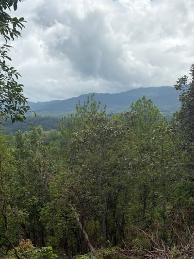 The image captures a lush, mountainous landscape on an overcast day in Ban Huai Sai, Thailand. In the foreground, dense foliage of various green trees and shrubs dominates the frame, with some dry branches visible at the bottom. The middle ground features a dense forest of pine trees, interspersed with other deciduous trees. Further in the distance, rolling hills covered in dense vegetation stretch towards the horizon, culminating in layers of hazy blue mountains under a heavy, cloudy sky. The overall impression is one of a remote, verdant natural environment with a cloudy, possibly humid atmosphere. There are no people or structures visible in the image.