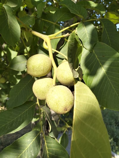 A close-up, vertical, eye-level shot captures a cluster of four unripe walnuts on a branch, surrounded by lush green leaves, against a backdrop of dappled sunlight and a blurred natural environment. The walnuts are oval-shaped, a pale green color with a slightly fuzzy texture, and appear to be clustered together. One walnut is positioned above and to the left of the others, with three clustered below and to its right. The branch is thin and light brown, with a few smaller, lighter green tendrils. The leaves are broad and veined, with some casting shadows on others. The image appears to have been taken outdoors in natural light, likely in a garden or orchard setting. The location is identified as Aktam (Tashminvody), Uzbekistan. There are no people or animals visible in the frame. The scene is static and peaceful, focusing on the detail and texture of the developing fruit and foliage.