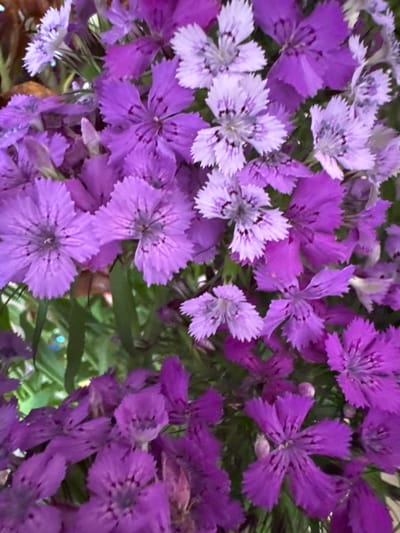 This is a close-up, vertical, indoor photograph of a bouquet of vibrant purple and light purple dianthus flowers. The flowers are in various stages of bloom, with some fully open and others still in bud. The petals are delicate and appear to be slightly serrated along the edges. Many of the flowers have darker purple markings or spots at their centers. The background is a blur of green foliage, suggesting the bouquet is arranged with leaves. There are no people or specific identifiable objects in the frame that would indicate a location within Chuguyevka, Russia. The lighting appears to be soft and diffused, typical of indoor lighting or overcast conditions.