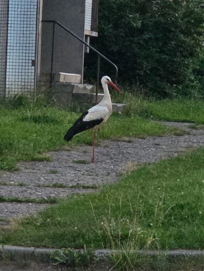 An adult white stork stands on its right leg on a gravel pathway next to a patch of grass. It has black wings and tail, a white body and neck, and a long, pointed red beak. The stork is facing to its left. Behind the stork, there is a building with a tiled facade and a dark railing leading up a set of stairs. Lush green foliage is visible behind the building. The setting appears to be an urban environment, possibly in Širvintos, Lithuania, given the architectural style and surrounding vegetation.