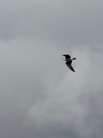 The image displays a single bird, identifiable as a gull, in flight against a uniformly overcast grey sky over Puerto Del Rosario, Spain. The bird is positioned towards the upper right quadrant of the frame. Its plumage consists of dark primary wing feathers, lighter grey secondary feathers, and a white or very light grey body and head. The wings are extended horizontally, with the bird's head oriented to the left, and its beak slightly open. No other subjects, objects, or environmental features beyond the diffuse cloud cover are visible within the frame.