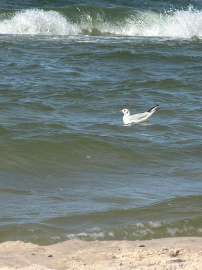 A single white seagull with black wing tips and tail feathers floats on dark green, choppy water. The bird faces right, with its head turned slightly towards the viewer. In the background, a large wave is cresting, with white foam at its peak. The foreground shows a sandy beach with small dark objects scattered across its surface. The scene is likely the Baltic Sea coast in Łeba, Poland, known for its beaches and the nearby Słowiński National Park.