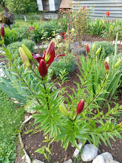 In an outdoor garden setting, a cluster of deep red lily buds are prominently displayed in the foreground, with some already beginning to unfurl. The lilies, with their dark green, lance-shaped leaves, are the central focus. Behind them, a variety of other plants and flowers create a lush backdrop, including what appear to be gladiolus, smaller yellow flowers, and rose bushes. A weathered wooden fence, a metal-sided structure, and a discarded tire are visible in the middle ground and background, suggesting a possibly rural or semi-urban environment. The ground is covered with dark soil, interspersed with small stones and patches of green grass. The scene appears to be a still life of a garden in bloom, without any human presence. This scene is located in Khwap, Abkhazia.