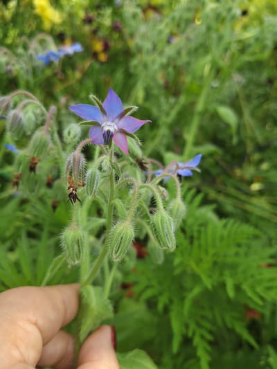 A close-up, eye-level shot features a single borage flower in bloom, its petals transitioning from purple to pink. The flower's center is dark, with prominent black stamens. Surrounding the flower are numerous fuzzy, green buds. A human hand, with a fingernail painted red, gently holds the stem of the plant, suggesting an interaction with nature. The background is a blur of greenery, indicative of a garden or natural outdoor setting, possibly in Unarokovo, Russia.
