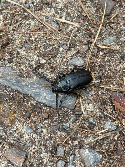 This is a top-down, close-up shot of a black beetle on a gravelly ground. The beetle is elongated and shiny black, with visible antennae that are segmented and curled. It is resting on a piece of dark grey rock that is embedded in the ground. The surrounding ground is composed of small pebbles, dirt, and dried plant matter, including straw-like pieces and small brown leaves. The lighting suggests it is daytime, with no indication of specific weather conditions. The scene appears to be outdoors, in a natural or semi-natural environment, possibly a garden path or trail, given the gravel and scattered organic debris. There is no visible text in the image. The focus is entirely on the beetle and its immediate surroundings.