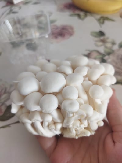 A hand is holding a cluster of white enoki mushrooms. The mushrooms are small and have round caps and long, slender stems. They are arranged in a dense clump, with many individual mushrooms intertwined. The background is a floral-patterned tablecloth. There is also a blurred yellow object, possibly a banana, visible in the upper right corner. A clear plastic container is also visible in the upper left corner, out of focus. The scene appears to be indoors, possibly in a kitchen or dining area. The lighting is natural and soft.
