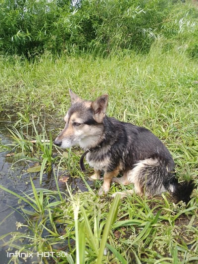 A medium-sized dog with black, brown, and tan fur is sitting on grass next to a body of water. The dog is facing to the left, with its ears perked up and its mouth slightly open. The dog appears to be looking at something off-camera. The water is murky and reflects the green of the surrounding vegetation. Tall green grass and reeds surround the dog and the water. In the background, there is a dense growth of green trees and foliage. The scene suggests an outdoor, natural environment. The image also has a watermark that reads "Infinix HOT 30i" in the bottom left corner, indicating the device used to capture the photo. The location is specified as Kedrovy, Russia.