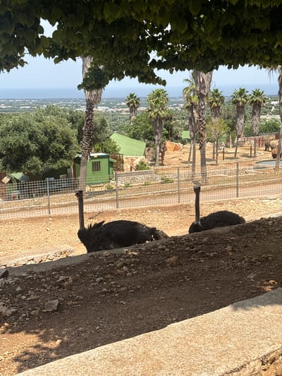 The image, viewed as a landscape, depicts an outdoor animal park or safari zoo, likely located in Fasano, Italy. The vantage point is elevated, looking across several animal enclosures towards a distant coastal landscape.

In the right foreground, two dark-feathered ostriches are prominent, partially obscured by a textured concrete wall or barrier. The ground immediately around them and within the visible enclosures is sandy or gravelly. To the left, dense green foliage from an overhead tree or bush frames a portion of the scene.

The middle ground showcases multiple fenced habitats featuring more palm trees and small, green-roofed shelters. In the upper left background, behind one of the fences, larger, indistinct animals (possibly elephants) can be faintly seen. Beyond the zoo's immediate area, a sprawling panorama of buildings and abundant greenery extends towards the horizon, where a clear, light blue sea meets the sky.

The bright, direct sunlight indicates a clear, warm day, casting sharp shadows on the ground and structures. The overall impression is that of a tranquil, well-maintained animal park within a scenic, Mediterranean environment. No people or visible text are present in the image.