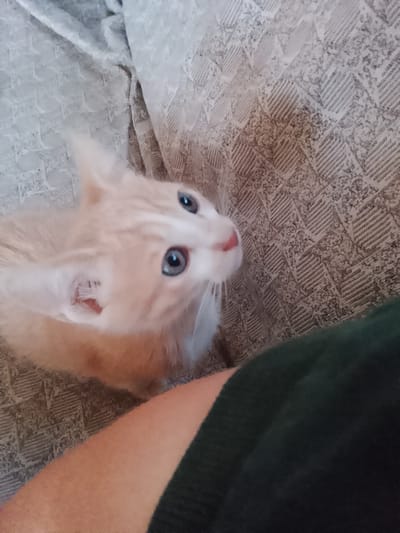 A light-colored kitten with blue eyes looks up and to the right, its nose slightly pink. The kitten is peeking out from behind a person's arm, which is covered by a dark green sleeve. The background appears to be a patterned couch or fabric. The overall image is a close-up shot, focusing on the kitten's face and the interaction with the person. The lighting suggests it is daytime.