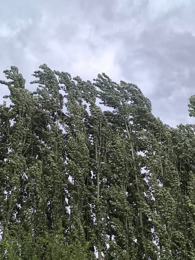 This media file captures a view looking upwards at tall, slender trees with dense green foliage. The leaves are rustling and appear to be in motion, suggesting a windy day. The trees are a dominant element, filling most of the frame from bottom to top, with their vertical trunks and abundant leaves creating a textured, organic pattern against the sky.
The sky above is overcast with grey and white clouds, indicating a diffused light that is likely from daytime. There are no discernible people or man-made objects in the immediate scene. The overall impression is one of nature's force, with the wind animating the trees.
Based on the provided location context of Кияли-Курганча, Uzbekistan, the scene likely depicts a natural or semi-natural landscape in that region. The time of day is daytime, and the weather is windy with cloudy skies. No text is visible within the image. The focus is solely on the dynamic interplay between the trees and the wind under a muted sky.
