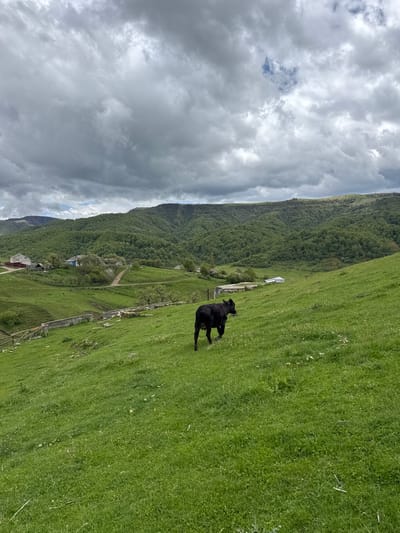 The image depicts a grassy hillside in Верхняя Мара, Russia. A black dog stands on the green grass. A valley stretches away from the hillside. A forest covers a mountainside on the other side of the valley. A road leads to a small cluster of buildings, including a red-roofed building. A cloudy sky fills the background.