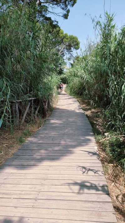 A wooden boardwalk curves through dense green reeds under a clear blue sky. Two people, a man and a woman, walk away from the viewer on the boardwalk, their backs to the camera. The man wears dark shorts, and the woman wears a dark swimsuit. The boardwalk is made of weathered wooden planks, and shadows of leaves and branches are cast across its surface. To the left of the boardwalk, a rustic wooden fence made of rough-hewn branches runs along the edge, with dried grasses and reeds at its base. Tall pine trees are visible beyond the reeds in the background. The environment appears to be a natural setting, possibly a coastal path or a nature reserve.