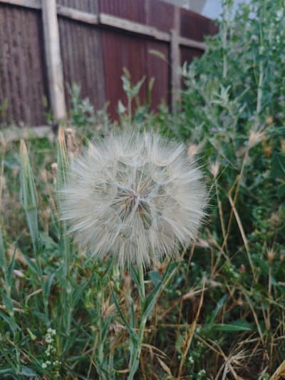 The image shows a close-up of a large dandelion seed head in a grassy area. In the background, a wooden fence is visible, with green foliage and plants surrounding the dandelion. The overall scene appears to be outdoors in a natural or semi-natural setting. There are no people or animals in the image. The location is identified as Shu, Kazakhstan.