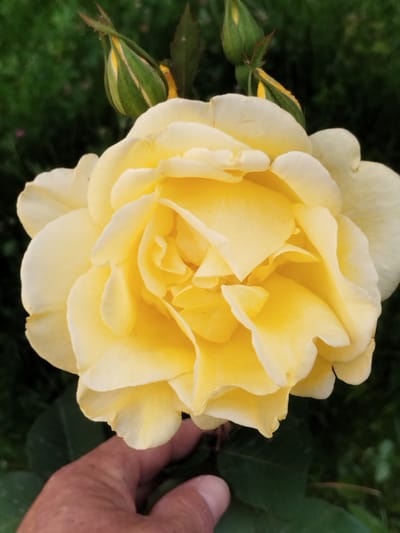 A close-up, vertical shot features a fully bloomed, pale yellow rose with tightly packed petals. The rose is the central subject, filling most of the frame, with a few green rose buds visible at the top. The background is a soft blur of green foliage, suggesting an outdoor garden setting. A person's hand is gently supporting the underside of the rose, with fingers and thumb partially visible. The lighting suggests it could be daytime, possibly late afternoon or early morning given the soft light. There is no visible text. The location is stated as Қотырбұлақ, Kazakhstan.
