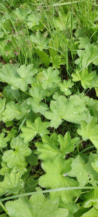 A close-up, overhead view of a patch of Alchemilla vulgaris, commonly known as Lady's Mantle, in a natural setting. The plant's characteristic palmate leaves, with serrated edges, are the dominant feature. Several leaves are wet, with visible water droplets scattered across their surfaces. The foliage is a vibrant green, interspersed with blades of tall, thin grass, some of which are also damp. The background is a blur of green and dark earth, suggesting a garden or wild patch. The image appears to be taken outdoors in natural light, likely after rain or dew. The location is identified as "Московский Ветеран Снт, Russia." There are no people or animals visible in the frame.