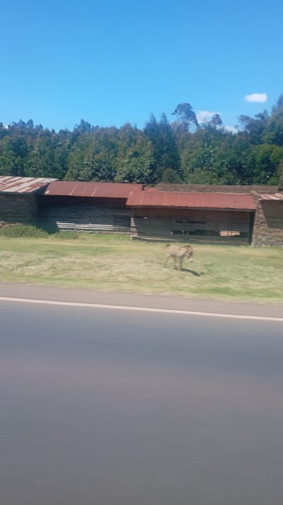 An exterior shot captures a rural scene with a long, straight road in the foreground. Beyond the road, a grassy verge leads to a structure with a corrugated metal roof and rough, possibly stone, walls. An animal, possibly a donkey, stands in the grass. A line of green trees forms the backdrop beneath a clear blue sky. The composition suggests a sunny day and a relatively isolated location.