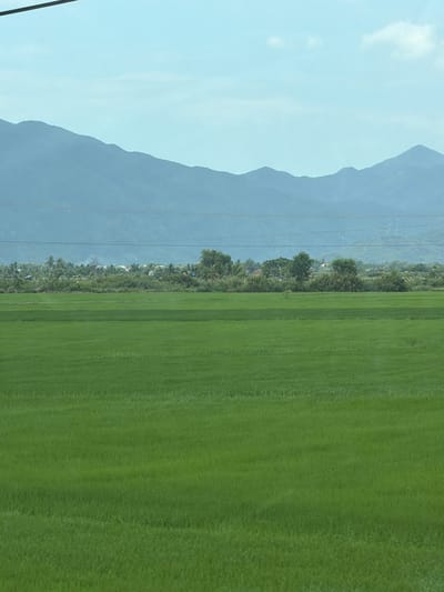 The image depicts a vast, vibrant green rice paddy field under a hazy sky. In the background, a lush line of trees and vegetation separates the fields from a range of distant, muted blue mountains. A few houses and structures are visible nestled amongst the trees, suggesting a rural or semi-rural settlement. Power lines stretch horizontally across the frame, indicating the presence of infrastructure. The overall impression is one of a serene agricultural landscape, likely in the Tan Dinh area of Vietnam, given the prevalence of rice cultivation and mountainous terrain. There are no people or animals visible in the frame.