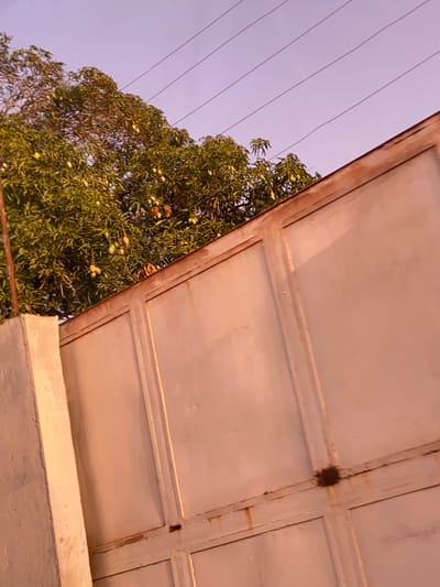 A slightly tilted, upward-angled photograph captures a static scene composed of both man-made structures and natural elements, likely observed during the soft light of dawn or dusk. The upper right and lower right portions of the frame are occupied by what appears to be an outdoor ceiling or overhang, constructed from large, light-colored panels with defined, raised rectangular borders. These panels show signs of weathering, with visible rust or discoloration along the seams and edges. A small, dark, irregular clump, possibly a nest or debris, is stuck at one of the panel intersections in the upper right.

Dominating the mid-left and lower-left sections of the image is a large, leafy tree, dense with dark green foliage. Numerous oval-shaped, light green or yellowish fruits are visible amongst the leaves, strongly suggesting the tree is a mango tree, common in tropical regions. Above the tree and stretching diagonally across the pale purple-blue sky in the upper left, are several thin, dark wires, likely utility or electrical lines.

The sky is clear and cloudless, and the diffused, warm light casting a gentle glow on the structures and foliage indicates either an early morning or late afternoon setting. The presence of a fruit-bearing tree and overhead wires suggests a residential or semi-urban environment in a tropical climate, consistent with the location context of La Cruz del Pastel, Venezuela. There are no people visible, no explicit activities taking place, and no discernible text within the frame. The perspective is from beneath a sheltering structure, looking upwards and outwards.