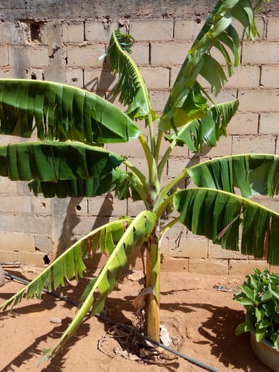 A medium shot captures a young banana tree planted in the reddish-brown soil in El Samán, Venezuela. The tree, approximately 4 feet tall, has several large, green leaves characteristic of banana plants, with some leaves exhibiting browning edges. The trunk is a pale green, showing signs of recent growth. At the base of the tree, there is dry, withered foliage.

In the background, a roughly constructed brick wall provides a visual backdrop. A black irrigation hose runs along the ground near the base of the tree. To the right of the banana tree, a potted plant with dense green foliage sits on the ground. The ground consists of reddish-brown soil. The lighting suggests it is daytime.