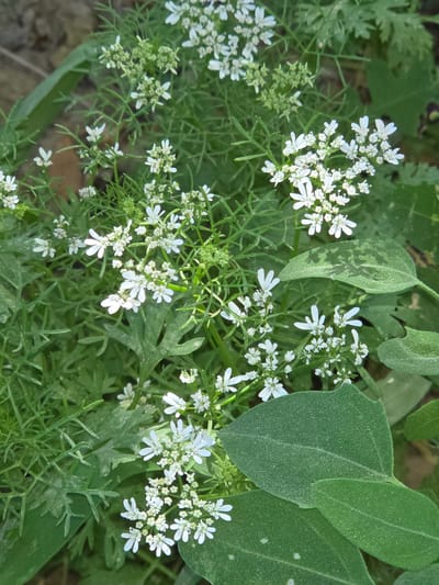 A close-up, overhead view captures a patch of blooming cilantro plants in Shiklar, Uzbekistan. Numerous clusters of tiny white flowers, some fully open and others still in bud, dot the scene. The delicate petals of the open flowers are arranged in a symmetrical pattern, while the unopened buds form tight green clusters. The plants' feathery, green foliage provides a soft backdrop, with some larger, broader leaves interspersed amongst the finer fronds. The overall impression is one of natural growth, with the plants appearing to be thriving in an outdoor environment. The lighting suggests it is daytime, with no artificial light sources visible.