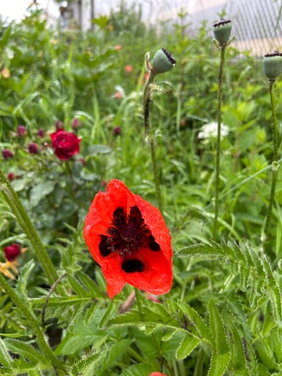 This is a close-up, slightly blurry, eye-level shot of a red poppy in a garden. The poppy is in the foreground, with its vibrant red petals and dark center clearly visible. Dewdrops cling to the petals, indicating recent moisture. Behind the poppy, there's a dense background of green foliage, with hints of other flowers and poppy seed pods. The overall impression is one of a lush, natural setting, possibly a garden or meadow. The image is not specific to the city of Скурыгино, Russia, as there are no discernible landmarks or contextual clues to suggest a particular location.