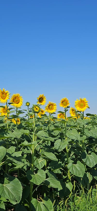 An outdoor, vertically oriented, eye-level shot captures a field of sunflowers under a clear blue sky. The sunflowers, facing forward, are the primary subjects, with their large yellow petals and dark centers dominating the lower half of the image. The plants are tall and sturdy, with large green leaves and thick stems. A few budding sunflowers are also visible amongst the blooming ones. The background is a seamless expanse of blue sky, devoid of any clouds. The scene suggests a warm, sunny day in an agricultural setting, likely in the rural landscape surrounding Gorna Mitropolia, Bulgaria.