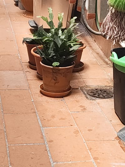 This is a medium shot, eye-level, outdoor, natural light image taken in Motril, Spain. The scene focuses on three potted plants with green leaves and some white buds, arranged on a tiled floor. The plants are in terracotta pots with saucers. The floor is made of large, square, terracotta-colored tiles with light-colored grout. In the background, a grey hose is coiled and attached to some pipes. To the right, a black trash can with a green lid is visible, and a mop with white and red strands is hanging nearby. A metal drain cover with a circular pattern is set into the floor between the plants and the trash can. The overall impression is one of an outdoor utility area or patio. There are water spots on the floor tiles. No people are visible in the image.