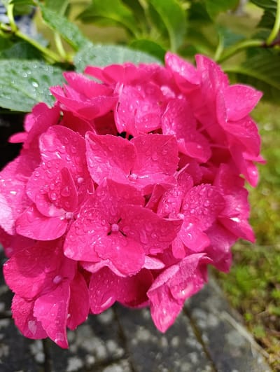 A close-up shot captures a cluster of vibrant pink hydrangea flowers, glistening with numerous water droplets that refract the light. The petals are richly colored and textured, with some appearing slightly darker where the water has pooled. Among the flowers, hints of green leaves are visible, some with their own delicate water droplets. The background is softly blurred, showing a mix of dark gray cobblestones or paving and green grassy areas. The lighting suggests it might be daytime, possibly after a rain shower, given the moisture on the petals and leaves. The overall impression is one of natural beauty and freshness.