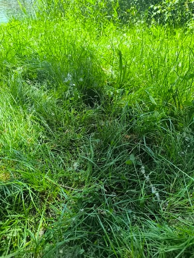 The image depicts a patch of overgrown green grass, likely in an unkempt area. The grass is lush and dense, with varying shades of green suggesting different species or levels of maturity. There are scattered white seed heads or fluffy debris interspersed within the grass blades. The background appears to be a continuation of the grassy area, with some slightly blurred foliage in the upper part of the image. The lighting is bright, casting shadows within the grass. There is no evidence of people, subjects, objects or interactions. It cannot be confirmed this is in Chézenas, France.