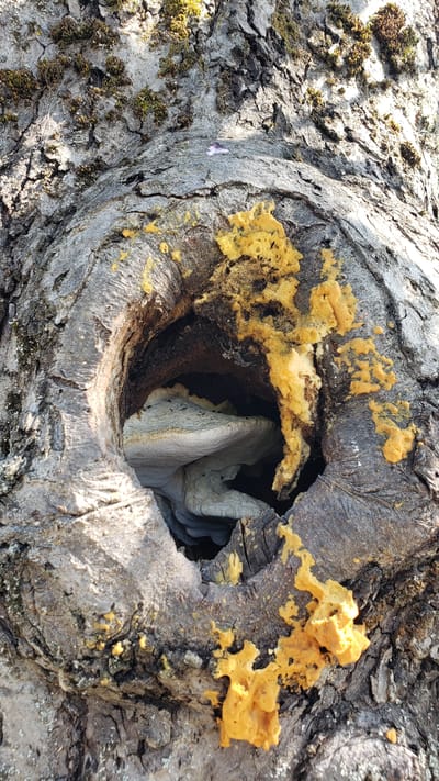 The image shows a close-up view of a knot in a tree trunk in Vyšné Nemecké, Slovakia. The knot is a hollow opening in the bark, and inside the hollow, a large, white, shelf-like fungus is visible. The bark of the tree is rough and textured, with patches of green moss growing on it. Bright yellow, frothy-looking material is oozing from the edges of the knot, partially covering the bark. The overall impression is one of natural decay and fungal growth on a tree.