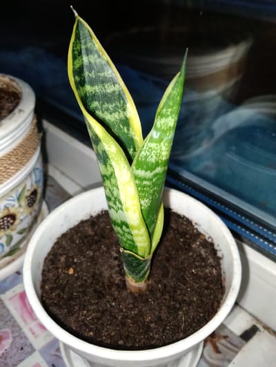 A close-up, eye-level shot focuses on a young snake plant, also known as Sansevieria trifasciata, potted in a white plastic container. The plant has two prominent, upright leaves, characterized by their variegated pattern of dark green, light green, and yellow. The soil in the pot appears dark and moist. To the left, a portion of another decorative pot with a sunflower pattern is visible. The background is out of focus, showing reflections on a dark surface, likely a window. The scene is indoors, suggesting a domestic setting. No people are present. The image was taken in Verkhnyaya Salda, Russia.