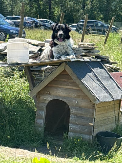 A large, black and white dog with a panting mouth and its tongue out is lying on top of a wooden doghouse. The dog is positioned in the center of the frame, looking towards the viewer. The doghouse is rustic, made of weathered wood planks, with a dark arched entrance. The roof of the doghouse is covered with dark gray material and has a chain hanging from it. Above the doghouse, a large white plastic container is visible, placed on a stack of flat stones. In the background, several cars are parked in a grassy area with trees and vegetation. The scene appears to be outdoors, possibly in a rural or suburban setting, with sunlight casting shadows. The location is identified as Malo Buchino, Bulgaria.