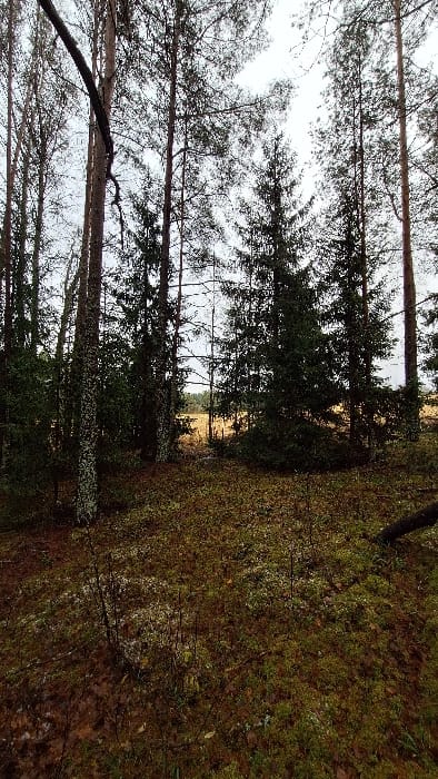 The scene depicts a conifer forest edge in Petriškė, Lithuania, under an overcast sky. Dominant features are numerous tall, slender pine trees (Pinus sylvestris) characterized by reddish-brown bark, with several trunks in the midground displaying patches of white and grey lichen. Darker green spruce trees (Picea abies) are interspersed throughout, some appearing as dense, younger growth. A prominent, dark, dead branch hangs vertically from a pine tree in the upper-left quadrant of the image. A fallen, dark log rests horizontally across the lower right foreground. The forest floor is covered by a dense, uneven layer of moss, varying in color from bright green to whitish-green, interspersed with areas of dark brown soil and decaying leaf litter. Several thin, bare stems of small shrubs or saplings protrude from the ground cover. Beyond the tree line in the mid-distance, an open field of dry, yellowish-brown vegetation is visible, extending towards a distant, darker tree line. No people, animals, or man-made objects are present in the immediate foreground or midground. Illumination is diffuse, indicative of an overcast condition.