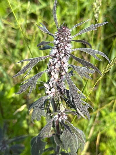 A close-up, slightly elevated view shows a flowering plant with deeply lobed, dark grey-green leaves and a dense, spiky flower stalk. The stalk is covered with numerous small, pale pink and white blossoms, some of which have white, fuzzy exteriors. The plant is set against a blurred background of green grass. This plant is *Leonurus japonicus*, commonly known as Motherwort, and is a common species found in the meadows of Dubrovitsy, Russia, particularly near the estate's historical structures and open fields.
