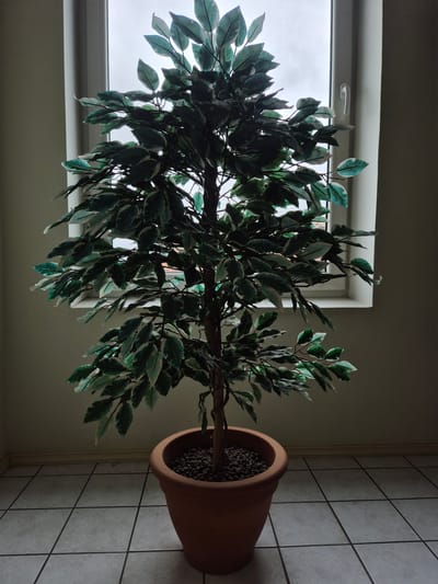 A tall, artificial ficus tree stands in a terracotta pot, its branches laden with variegated green and white leaves. The pot is positioned on a tiled floor next to a wall with a tiled section. In the background, a window with a white frame and a handle is visible, showing an overcast sky outside. The scene is indoors, likely in a room with light-colored walls. The lighting is dim, suggesting it might be daytime with heavy cloud cover or possibly evening. There is no activity or event taking place; the image captures a static indoor scene. The overall mood is subdued due to the lighting and the presence of an artificial plant. No text is visible in the image.