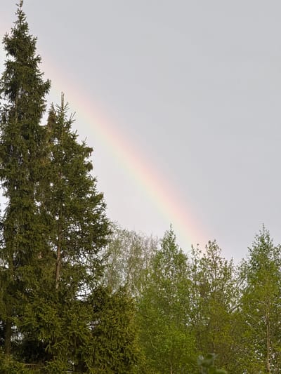 The image shows a rainbow against a gray sky, partially obscured by trees. The trees consist of a conifer, with dense green foliage, and deciduous trees with lighter green leaves. The location is purportedly Sharapovo, Russia, though there are no specific details in the image to confirm this. There are no people or animals visible.