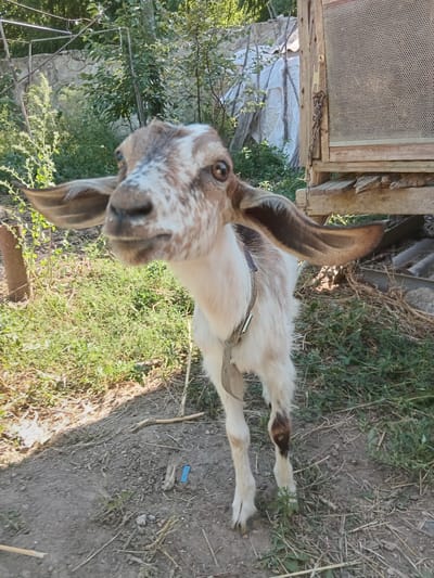 A young goat stands in a rural outdoor setting, looking directly at the camera with a curious expression. The goat is predominantly white with brown and grey markings on its face and body. It has large, prominent ears that are flared outwards. A simple woven strap is around its neck, acting as a collar or halter. The goat is positioned in the foreground, with its head and upper body filling a significant portion of the frame.
The environment surrounding the goat appears to be a farm or a yard. The ground is a mixture of dirt and sparse green grass with dry straw and twigs scattered about. In the background, there is lush green foliage and trees, suggesting a natural, uncultivated area. To the right of the goat, there is a wooden structure with a metal mesh panel, possibly a coop or enclosure, with a chain attached to it. Further in the background, there are more structures, including a light-colored tarp draped over some objects, and a stone wall.
The lighting indicates it is daytime, with sunlight casting shadows and highlighting the textures of the scene. The overall impression is that of a candid shot capturing the animal in its natural habitat. The scene is set in Cotiujenii Mari, Moldova, a location characterized by rural landscapes and agricultural activities.