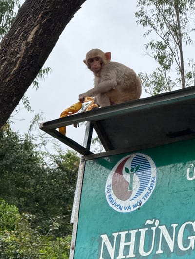 The image depicts a light-furred macaque monkey seated on a dark grey, flat-topped structure, likely the roof of a kiosk or sign. The monkey holds a crumpled yellow banana peel in its hands, with its gaze directed forward, slightly left of the viewer. Below the structure, a weathered green sign is visible, featuring a circular white, red, and blue logo with a stylized human figure and plant, encircled by the Vietnamese text "TÀI NGUYÊN VÀ MÔI TRƯỜNG" (Resources and Environment). Partially visible white Vietnamese text "NHỮNG" is present below the logo. A large, dark tree trunk occupies the left foreground, while a dense canopy of green trees and sparse branches fills the background under an overcast sky. The scene is located in Sơn Trà Ward, Vietnam.