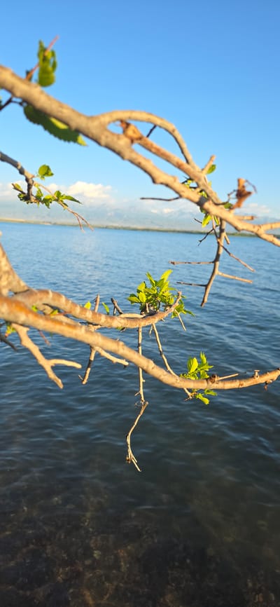 The image captures a close-up view of tree branches with fresh green leaves in the foreground, set against a backdrop of a calm, blue body of water. In the distance, hazy mountains and white clouds are visible under a clear blue sky. The scene appears to be a tranquil natural setting, likely near the shores of Lake Issyk-Kul in Kyrgyzstan, known for its stunning mountain scenery and vast lake. There are no people or specific actions depicted, focusing solely on the natural elements and the serene environment.