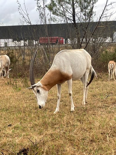 The image shows a scimitar oryx grazing in a field with dry grass and sparse vegetation. In the background, a dark building with white elements and a red truck can be seen. The sky is overcast. The location is not Águeda, Portugal, as there are no specific visual cues or landmarks to suggest this location. The image depicts a natural or semi-natural environment with a backdrop of human infrastructure.
