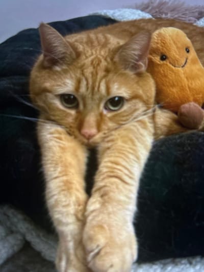 A ginger tabby cat lies upside down, paws extended, looking directly at the camera. The cat's fur is a mix of orange and cream, with dark stripes. It has green eyes and long white whiskers. A soft toy, possibly a bear, rests near its head. The cat is positioned on a dark and light-colored patterned blanket or cushion.