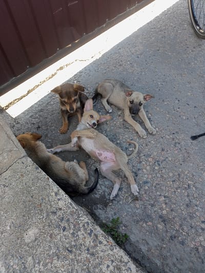 Four puppies are lying on a concrete surface next to a brown corrugated metal fence. The puppies are of varying brown and tan colors and appear to be resting. One puppy is lying on its back, exposing its belly, while the others are lying on their sides or sitting. The concrete surface is rough and uneven, with small pebbles and cracks visible. A narrow strip of green vegetation grows along the edge of the concrete. In the background, a portion of a bicycle wheel is visible, suggesting a nearby urban or suburban setting. The image is taken from a high angle, looking down at the puppies. The lighting suggests it is daytime, with a strong shadow cast by the fence. The location is identified as Shabo, Ukraine.