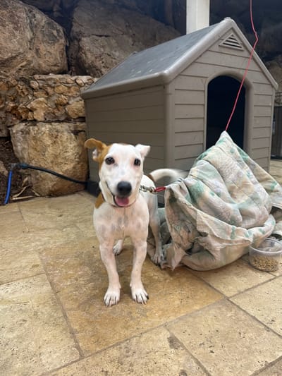 A Jack Russell mix dog is lying on a tiled patio next to a plastic dog house covered with a beige and green quilt. The dog is white with brown spots and a brown ear, and it is wearing a red collar. It is on a leash attached to a stake in the ground. A container of dog food sits atop the quilt. A rock wall is visible in the background.
