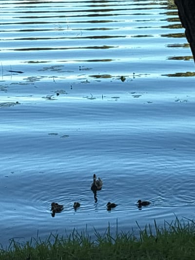The image depicts a serene body of water, likely a lake or slow-moving river, with distinct horizontal ripples reflecting the sky. Scattered across the surface are small patches of aquatic vegetation. In the foreground, the lush green grass of a riverbank or lakeshore is visible. The primary subjects are a group of ducks, including an adult duck and several ducklings. The adult duck is positioned slightly to the right of the frame's center, while the ducklings are clustered together in the lower left quadrant of the image, swimming in formation. Another duckling is visible further to the right. The overall atmosphere is calm and natural, suggesting an undisturbed wildlife scene. This scene could be located near Il’inskoye, Russia, a region known for its natural waterways.