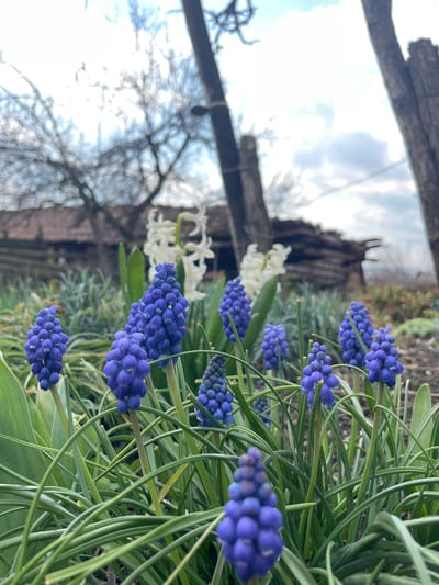 The image captures a close-up view of a cluster of blue grape hyacinths (Muscari) and a white hyacinth growing in a garden. The background features a wooden fence, bare trees, and a cloudy sky, typical of an early spring scene in Ovcha Mogila, Bulgaria. There are no people visible in the image. The focus is on the flowers, highlighting their colors and textures against the backdrop of natural elements.