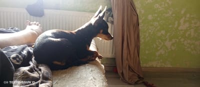 A black and tan miniature pinscher is resting on a white cushion, positioned on a bed next to a person's leg and foot. The bed is covered with black patterned bedding and a tan blanket. Behind the dog is a white radiator and a green wall with a textured pattern. To the right of the dog and radiator is a brown curtain. The image was taken indoors during daylight with a "Tecno Spark 10 Pro" camera, and dust particles are visible in the air. The location is Bereg Kubani, Russia.
