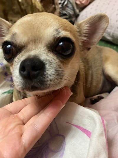 A close-up shot shows a light brown chihuahua dog with large, dark eyes. The dog is looking directly at the camera. A human hand with visible wrinkles and a light skin tone is gently touching the dog's chin. The background consists of soft bedding, with a pink pillow and a white fabric with a pink stripe pattern. The environment appears to be indoors, likely a domestic setting. There is no indication of the location being in Andzhiyevsky, Russia.