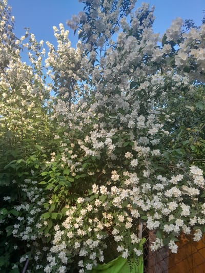 The image shows a dense bush of white jasmine flowers in bloom, set against a bright blue sky. The flowers are small, delicate, and clustered together on green leafy branches. The bush is quite full, with some branches reaching towards the top of the frame. In the lower right portion of the image, a rusty metal fence and a green bag are partially visible, suggesting an outdoor setting, possibly a garden or yard. The sunlight appears to be illuminating the flowers from the left, creating highlights and shadows. The location is identified as Luka-Meleshkivska, Ukraine.
